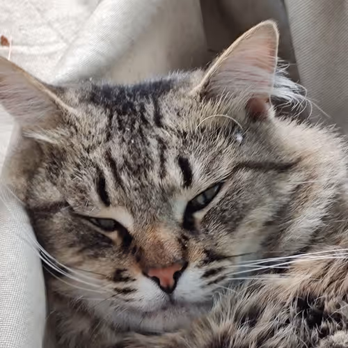 Item #27053276315202087278722828144095448753788554441007182622275112609477904302081 Media