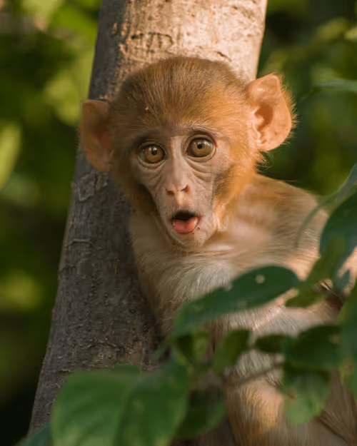 Item #61684684013370051227163866082320023750896296023852719411798081109429753741337 Media