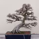 world bonsai Bonsai collection