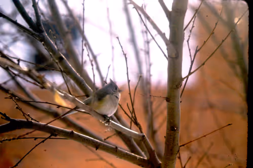 Item #113047771030127017240919341709485116586684509374101894410877815021694554734593 Media