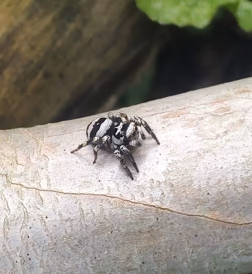 Item #39083204805328424226701303183852423297820358451573401344036649736476743958529 Media