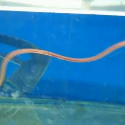 blind eel 