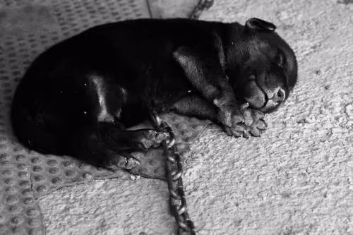 Item #55759144831528513760290913608152882105391237500945405139937590413028006821889 Media