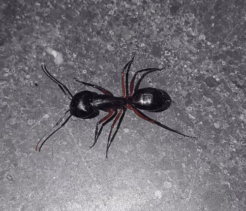 Item #110010606665434136496207705868181820765103622839225626836170324415271527251969 Media