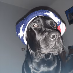 labrador
