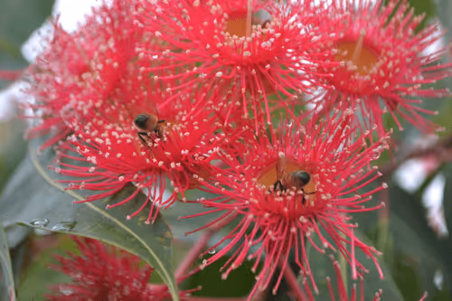 Item #78441717709132841672337201434207966233185463540697725534658746339060149649409 Media