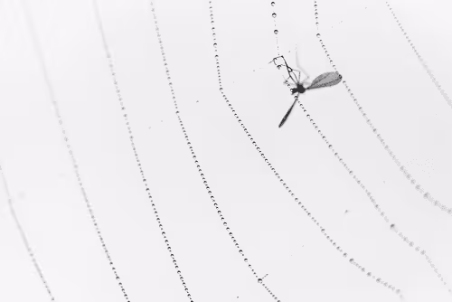 Item #66094276214444453671776158807795384141556220824511582768946086633675578933249 Media