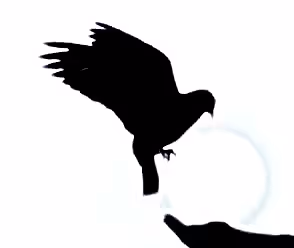 Item #46350826922713376961135555411304900681353911078393456455611000788609111425026 Media