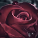 21624636096227007757601528185432769875796713575612532588322834967889570693121