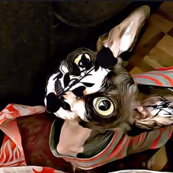 Sphynx Tatus