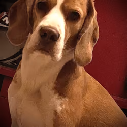 The Dog That Ate a Pigeon's Wing #1