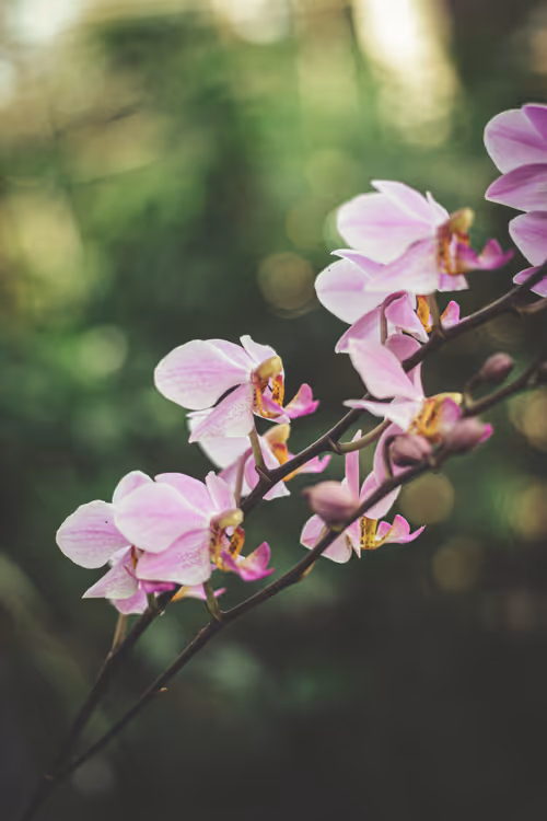 Item #106365691963293515461668542924665813938706478634407717375484205392273097097221 Media