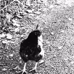stop chicken