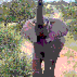 Wild elephant