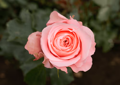 Item #68327891815088974381680309106564733444446266155657330601700582189761715765249 Media