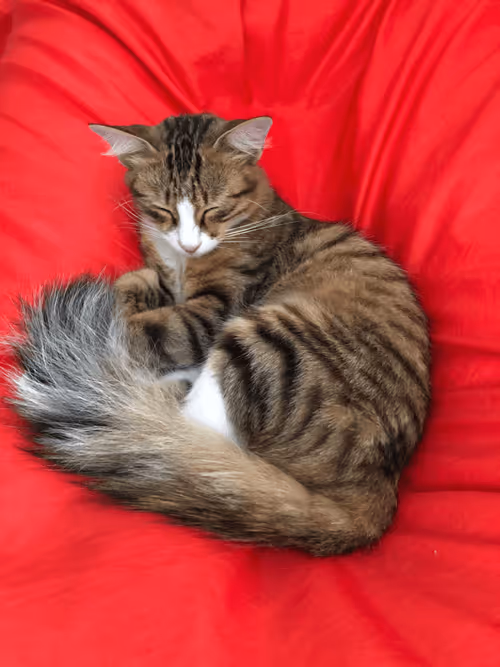 Item #81559246255537593730420216507820627721497988450946142083810243230234562265089 Media