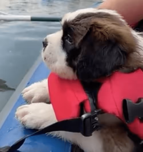 Item #49934886084639979956635388938991289832418271326113173746571528076962983575553 Media