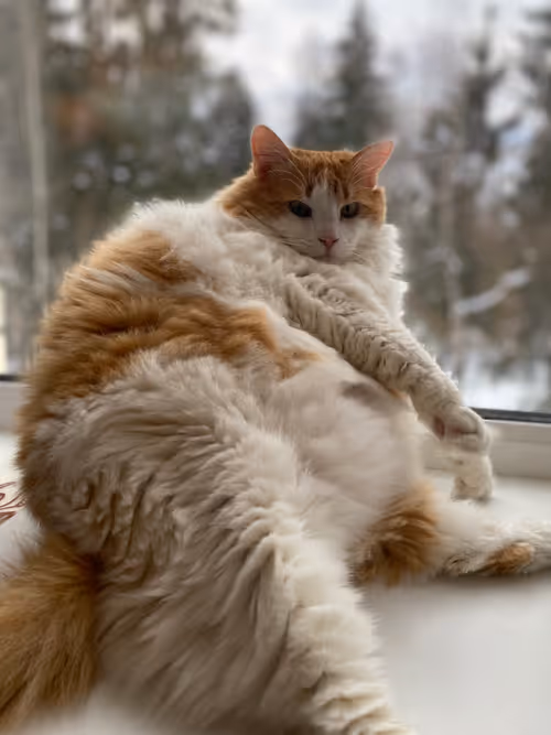 Item #105712310517314990661329753097600241361059820669069534671337085976743411449857 Media