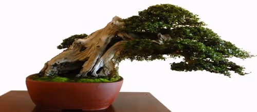 Item #104496985584808197411299000803927756186977529206466580863662692677941955919873 Media