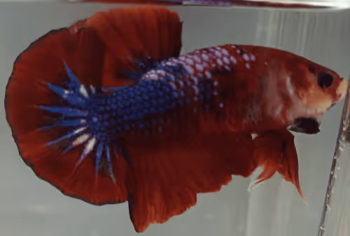 Item #76093963924936973222684762009084726555674488189040824510729450745011277660161 Media