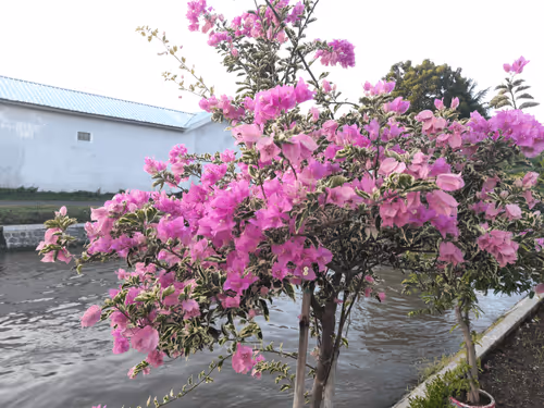 Item #78774018974347764357765192518377150739749637856503949941232678379790679408641 Media