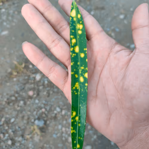 Item #31081804352330578596568685091517160537930858517835942894700270008704429981697 Media