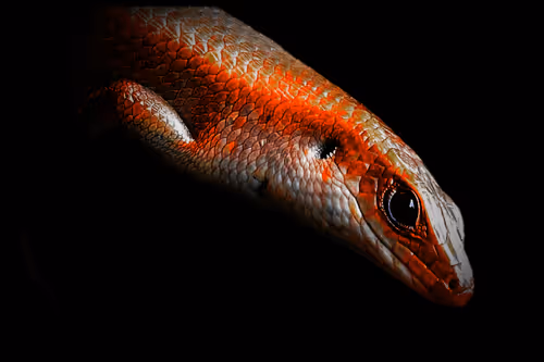 Item #47732193930555347213155577430992323630084297053415806257591000585343166578689 Media