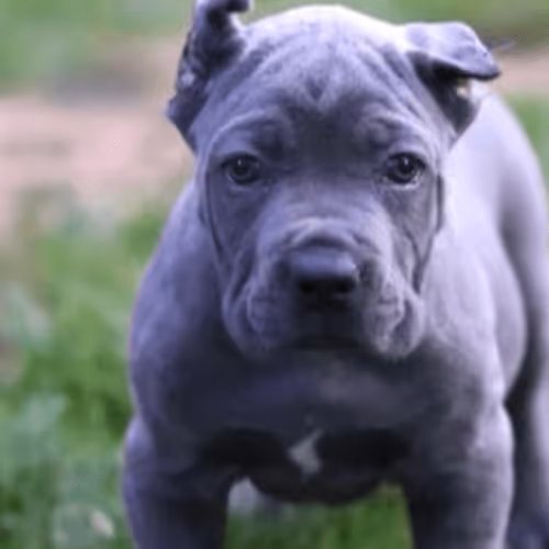 Ultimate Pups - MnHNZi22QQ