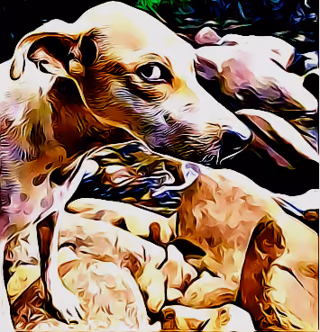 Beautiful Dog