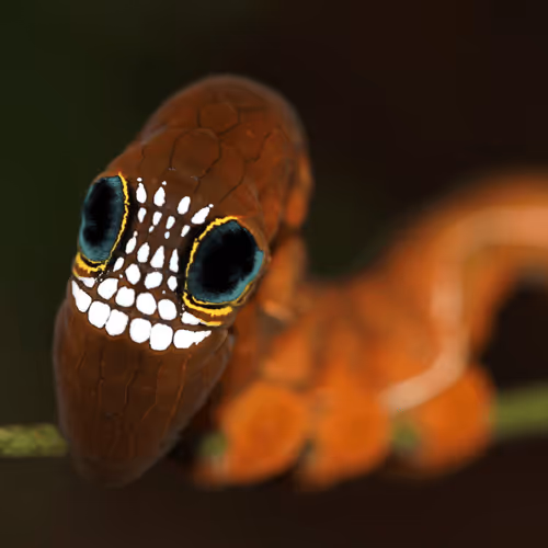 Item #28768809638203180529310895401808778562039379170180360766207551176251837251585 Media