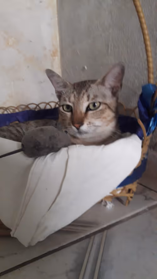 Item #4206968959528382267850550168117913088191590325513865346546053384643620634625 Media