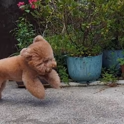 Nini #3