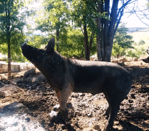 Item #16909268132680196582164481256812273154078811264340145543494239416472800591873 Media