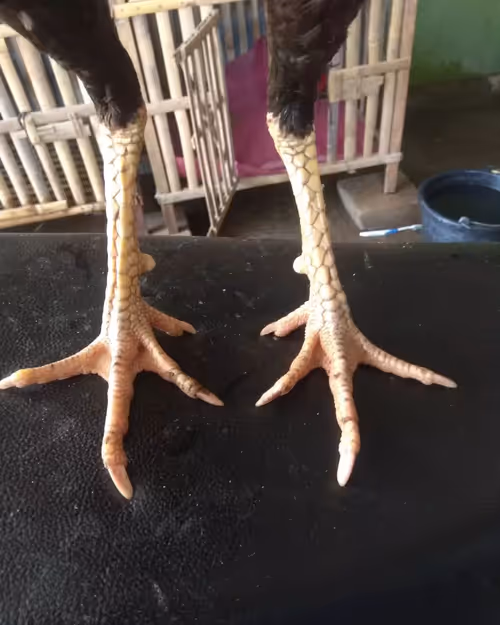 Item #103224514813489058861169925516490363188094921324422639618095811708734628954113 Media