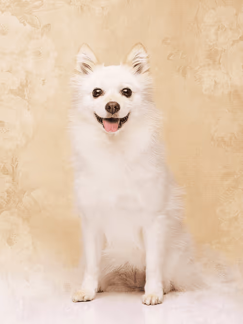 Item #8036610274517614856282005705215780499318604713549687172679363401617925734403 Media