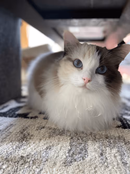 Item #103823190638075684652461829267274249161173063347509023641376403465732613996545 Media