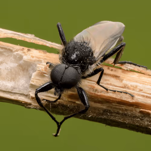 Item #85482677209635580740523827451099252136629396536545148940270710367726619066373 Media