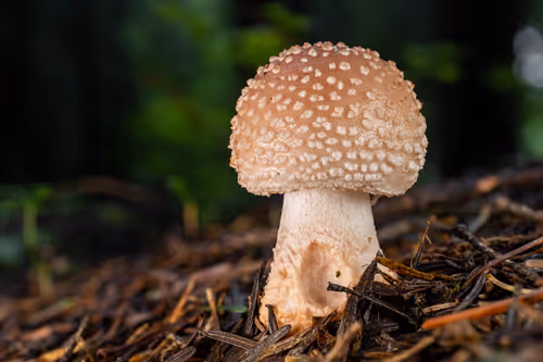 Item #64713155281190120806625528010509445569029273032710388433466981982589174153217 Media