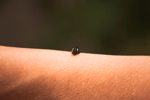 Item #39839674227890189700026510559973847228858088211999219284728000000550546440193 Media