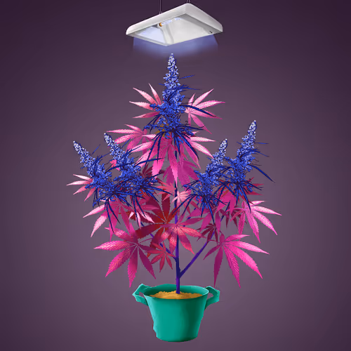 NFTokin #2369
