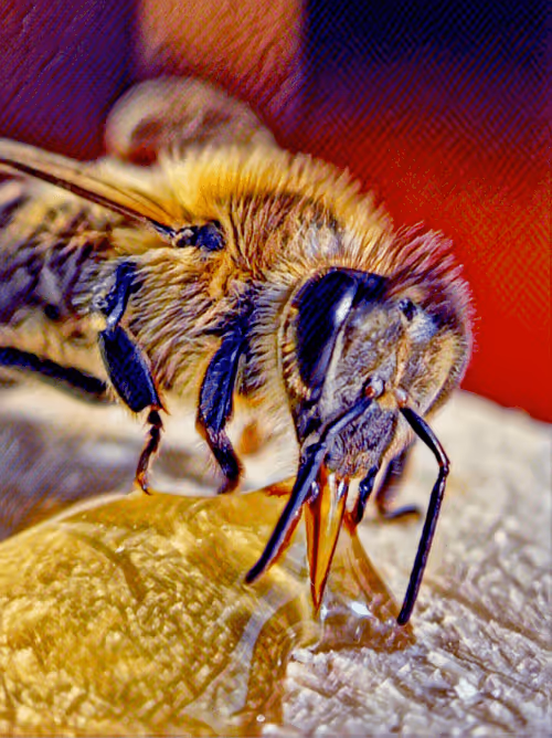 Item #101599579626109009666607068920778550362968334718480795982881728461669920669697 Media