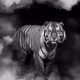 Tiger in the mist