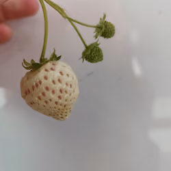 specialberry
