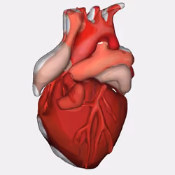 3D Heart #1
