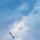 109068004453400911602777891879321543785261655376883074065876585229120996114442