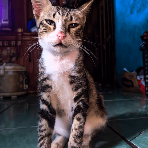 Item #3586666694452580402999415984359331786780732040350884046406760039334205718529 Media