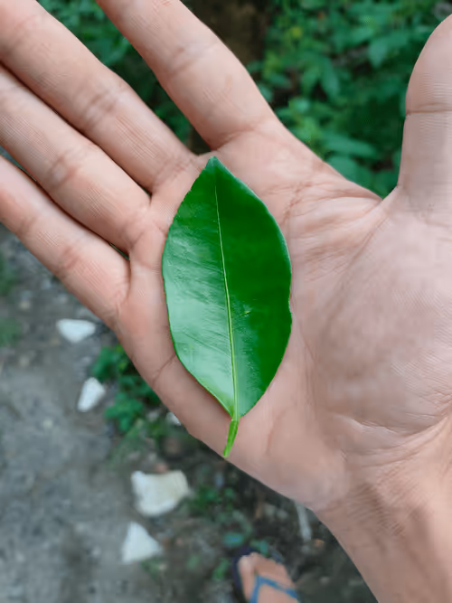 Item #31081804352330578596568685091517160537930858517835942894700269998808825331713 Media