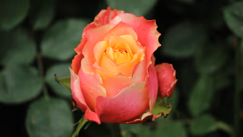 Item #68327891815088974381680309106564733444446266155657330601700582129288576237569 Media