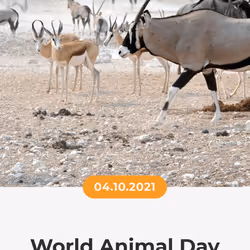 84967509520196306123188380026293221301468344843151761076076916728862116675585