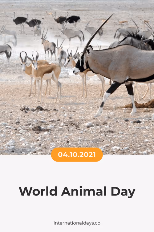 Item #84967509520196306123188380026293221301468344843151761076076916728862116675585 Media